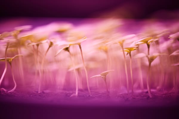 Young seedlings under pink LED grow lights in a vertical farming setup